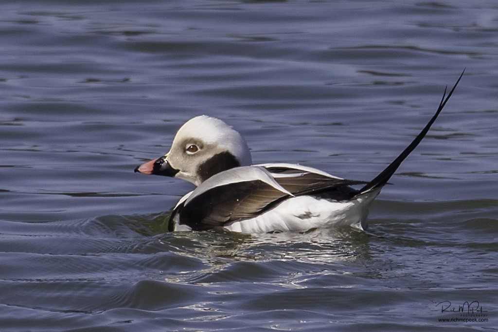Long-tailed Duck - ML143247581