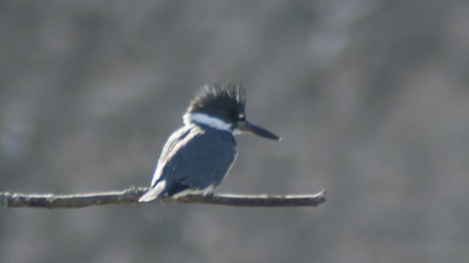Belted Kingfisher - ML143248901