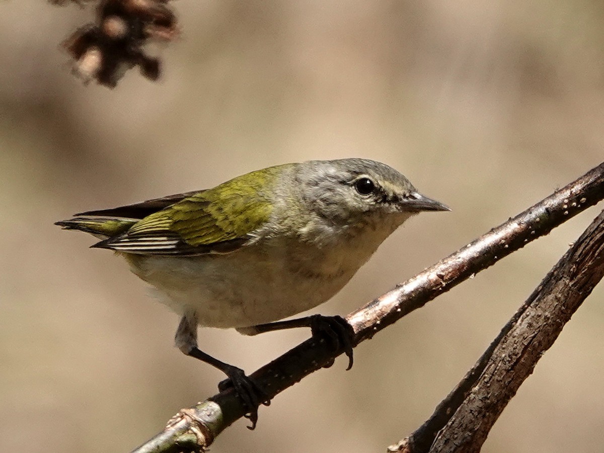 Tennessee Warbler - Ursula Rinas