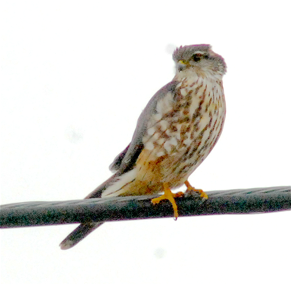 Merlin - ML143250731