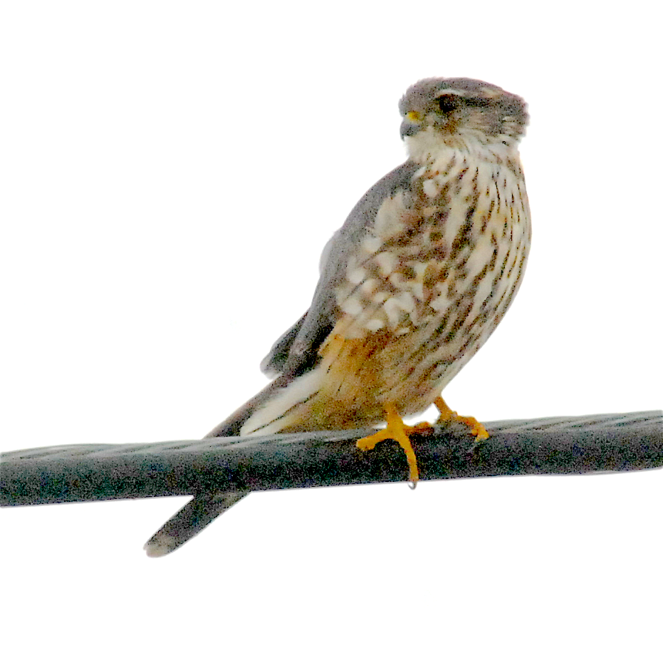 Merlin - ML143250751