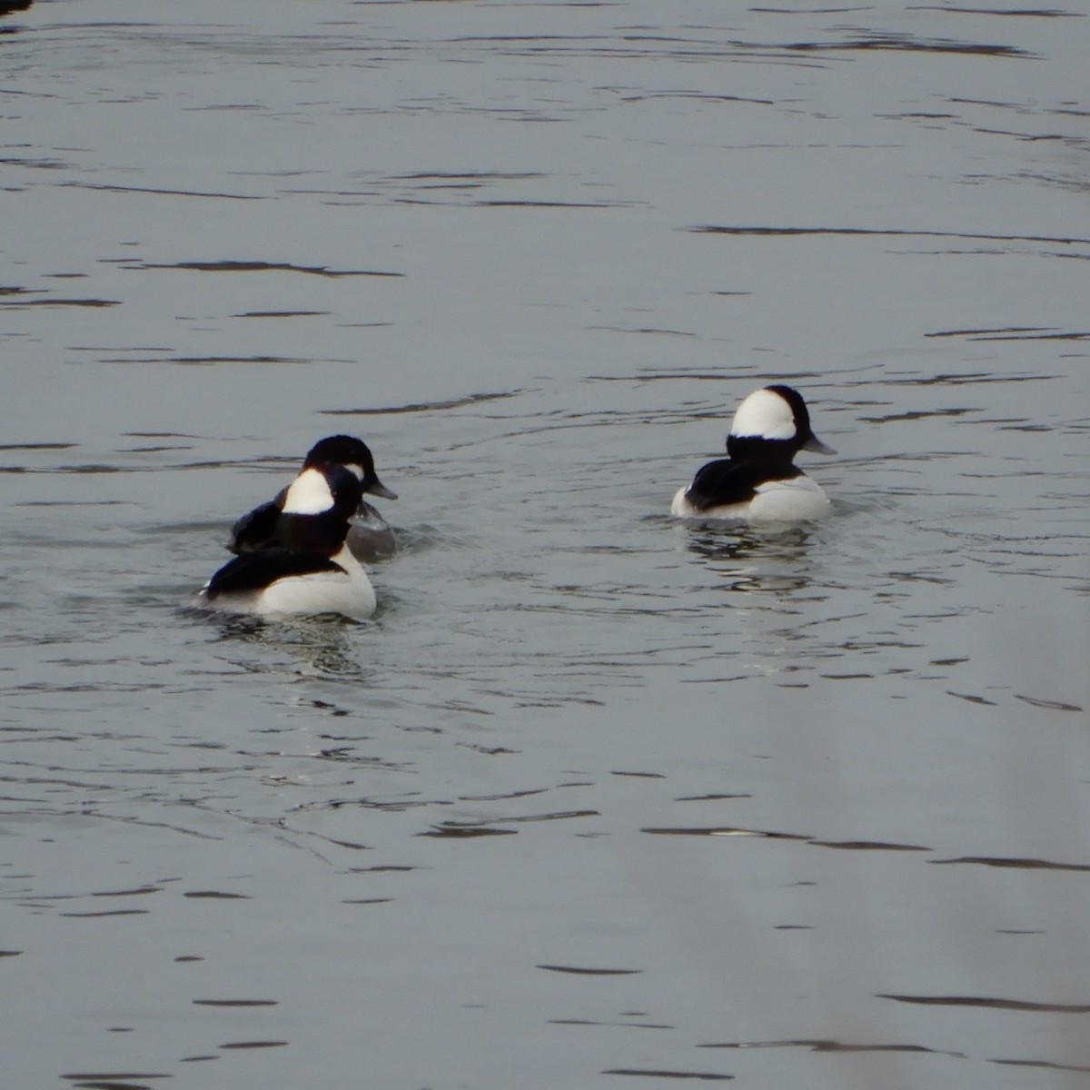 Bufflehead - ML143251461