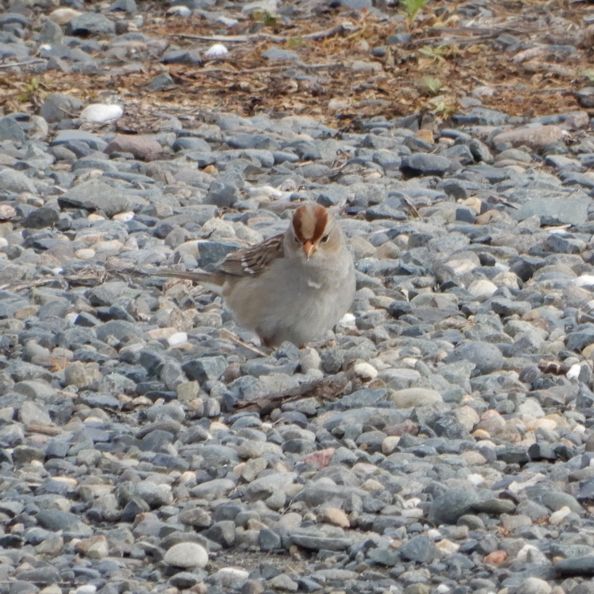 White-crowned Sparrow - ML143251481