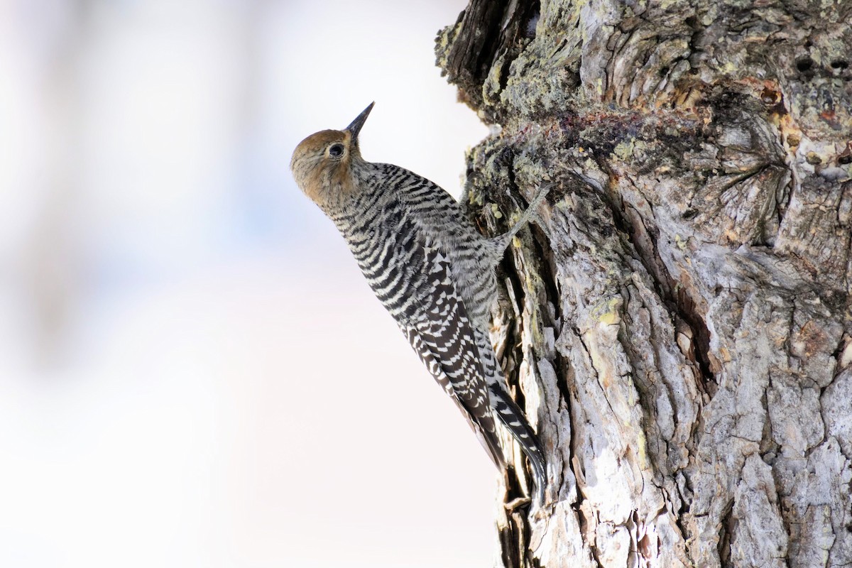 Williamson's Sapsucker - ML143255731