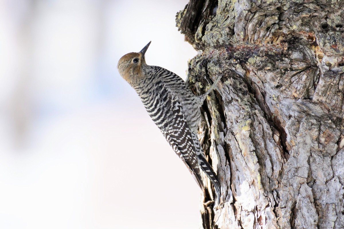 Williamson's Sapsucker - ML143255731