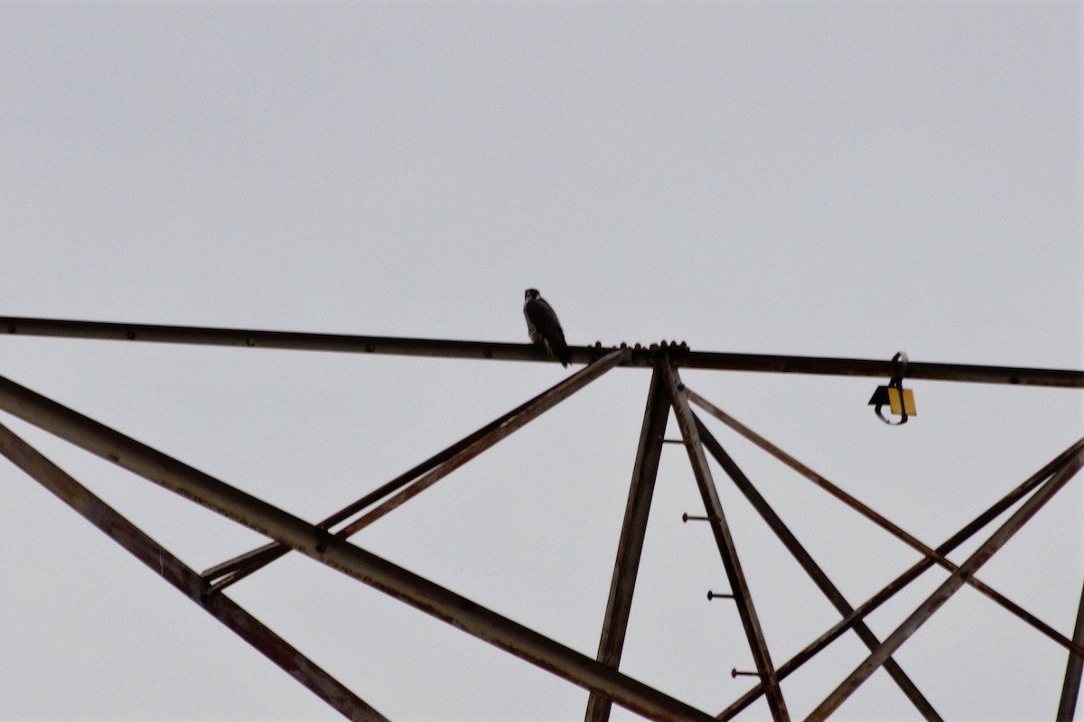 Peregrine Falcon - Andrew Lydeard