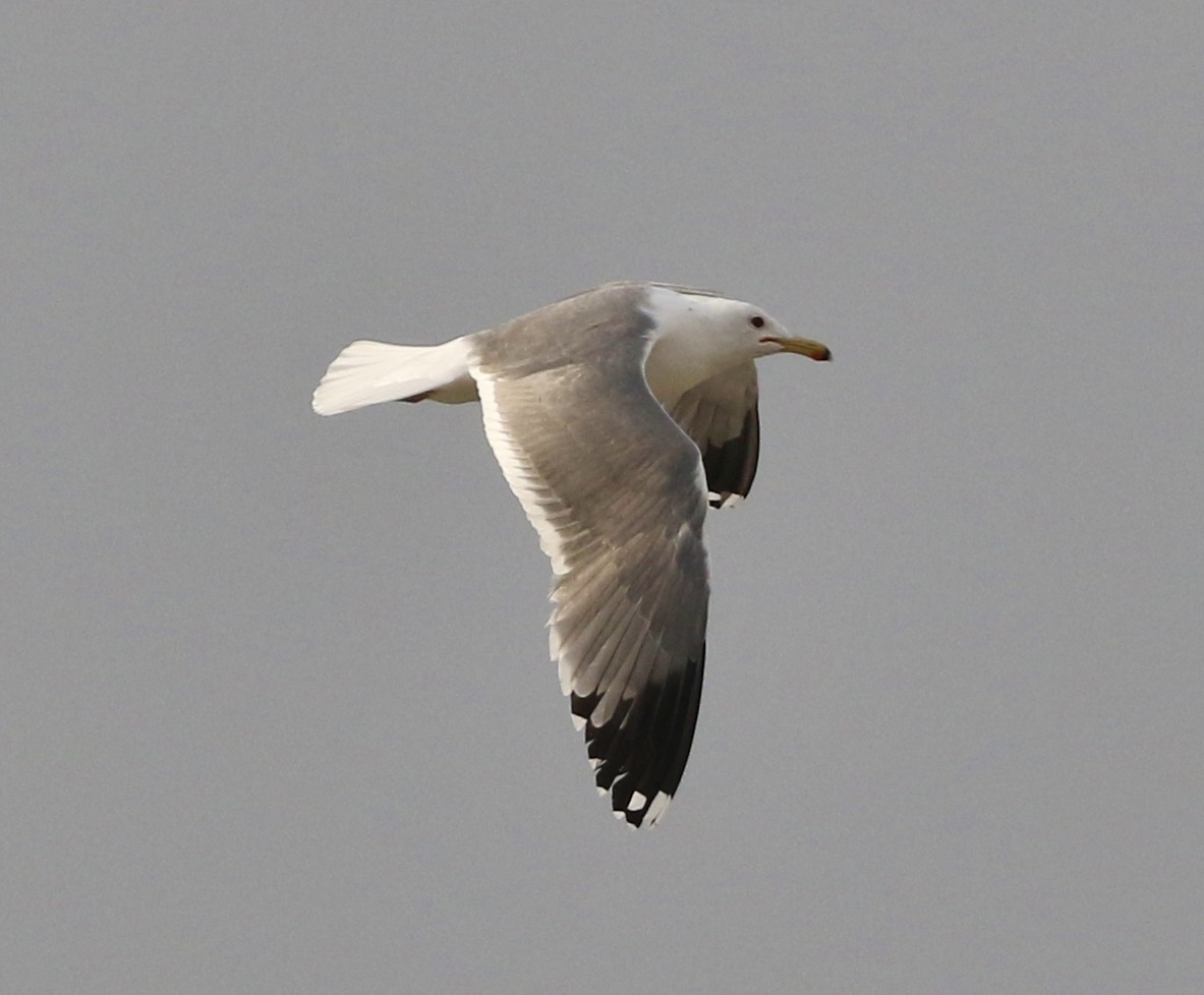 California Gull - ML143258671