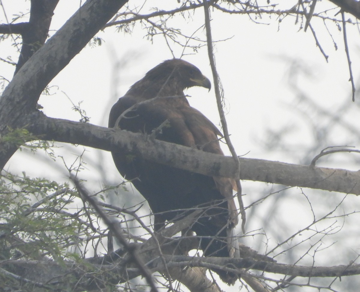 Greater Spotted Eagle - ML143260911