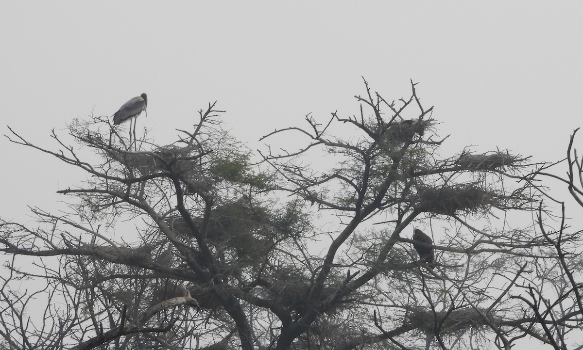 Greater Spotted Eagle - ML143260921