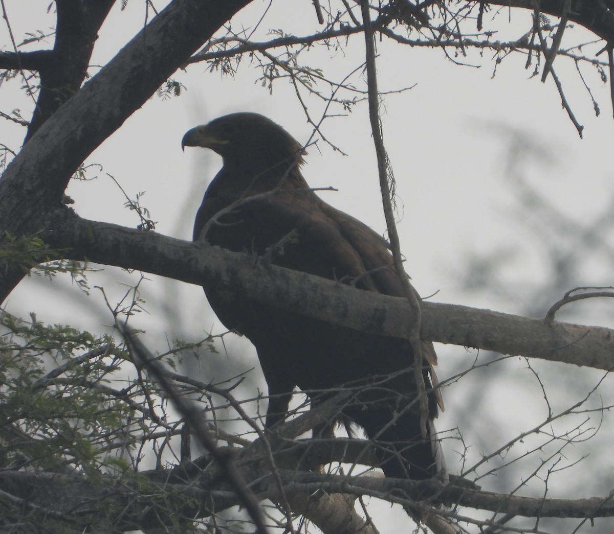 Greater Spotted Eagle - ML143260931