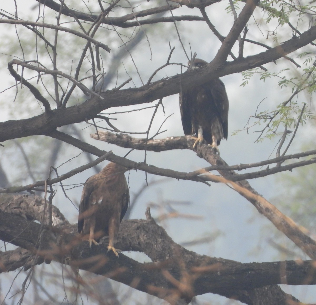 Greater Spotted Eagle - ML143261311