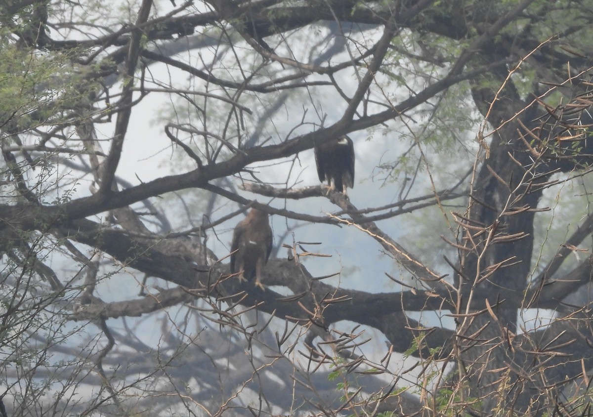 Greater Spotted Eagle - ML143261341