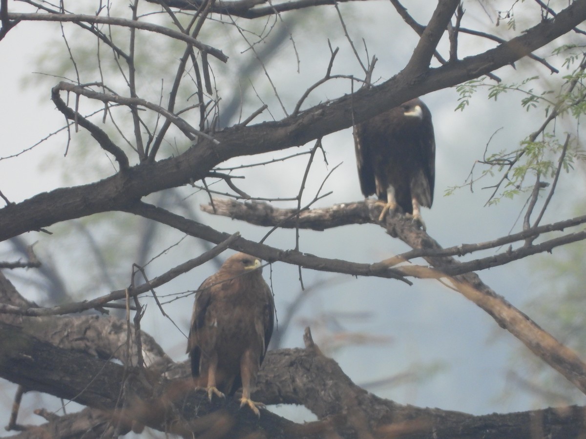 Greater Spotted Eagle - ML143261401
