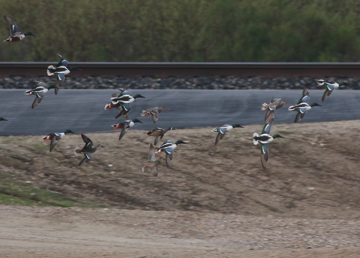 Blue-winged Teal - ML143261871