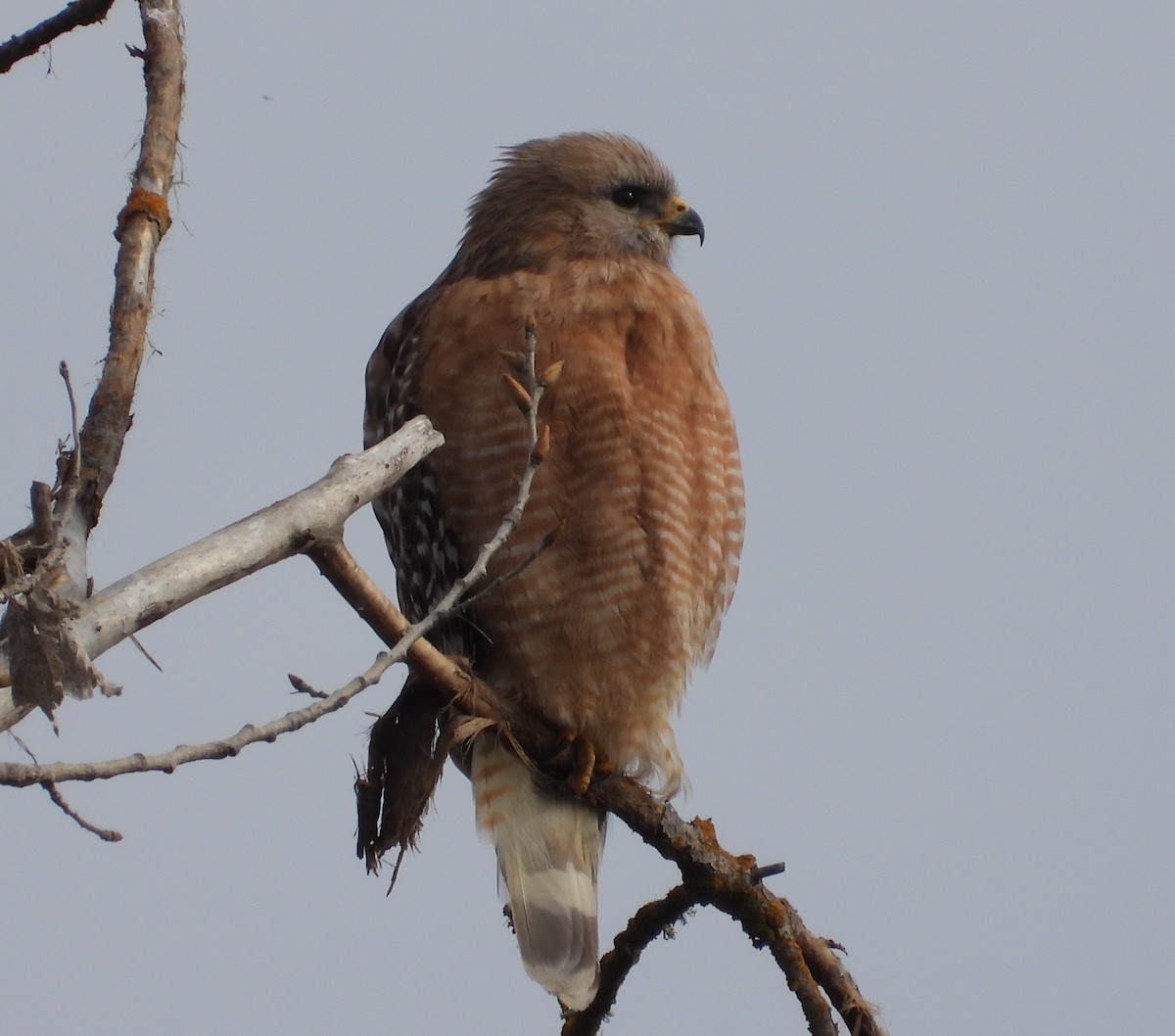 Red-shouldered Hawk - Pair of Wing-Nuts