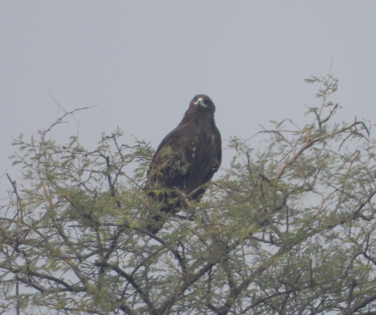 Greater Spotted Eagle - ML143262401