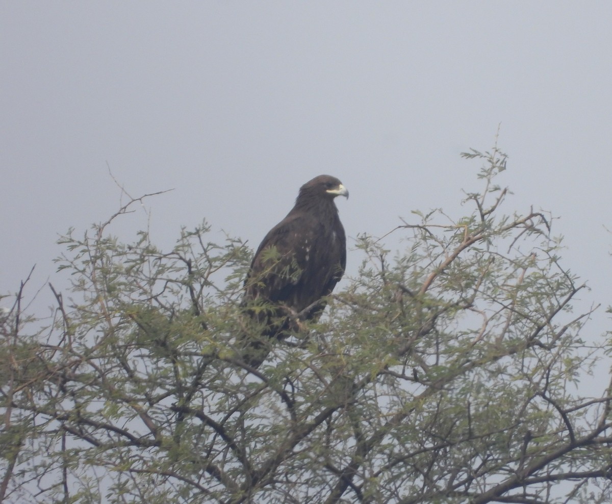 Greater Spotted Eagle - ML143262431