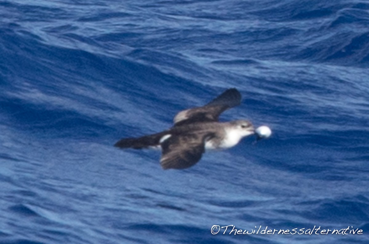 Bannerman's Shearwater - ML143262471