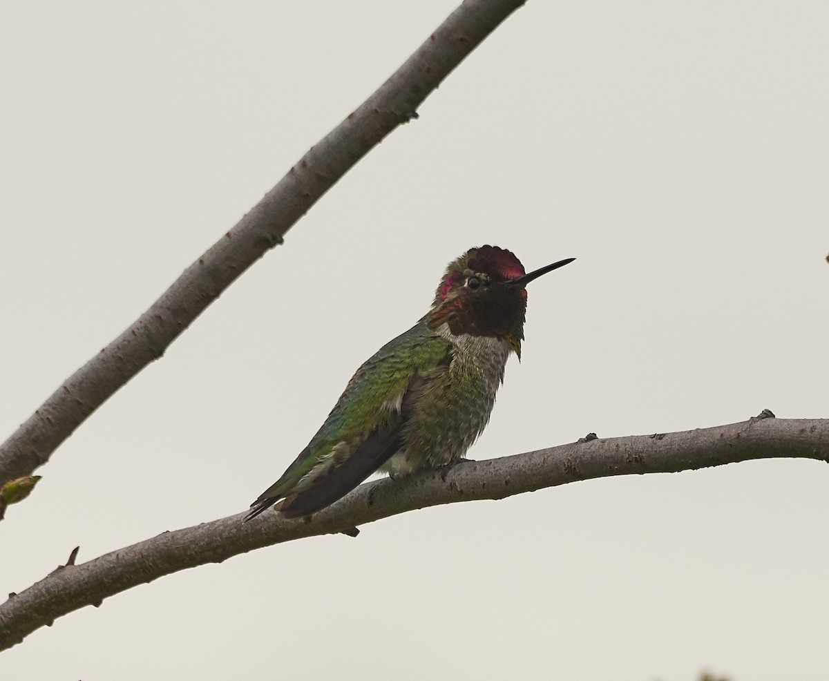 Anna's Hummingbird - ML143262521