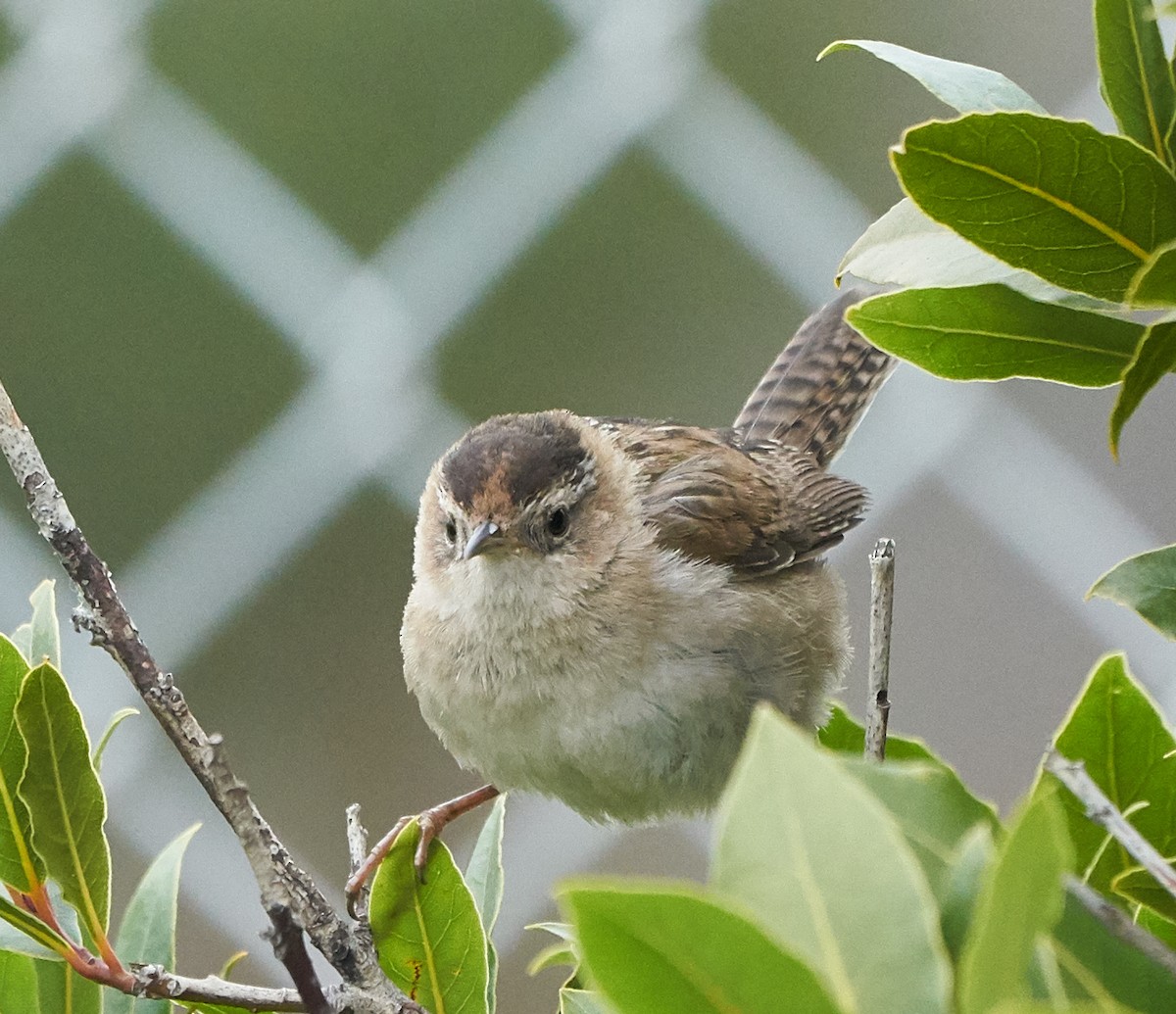 Marsh Wren - ML143262621