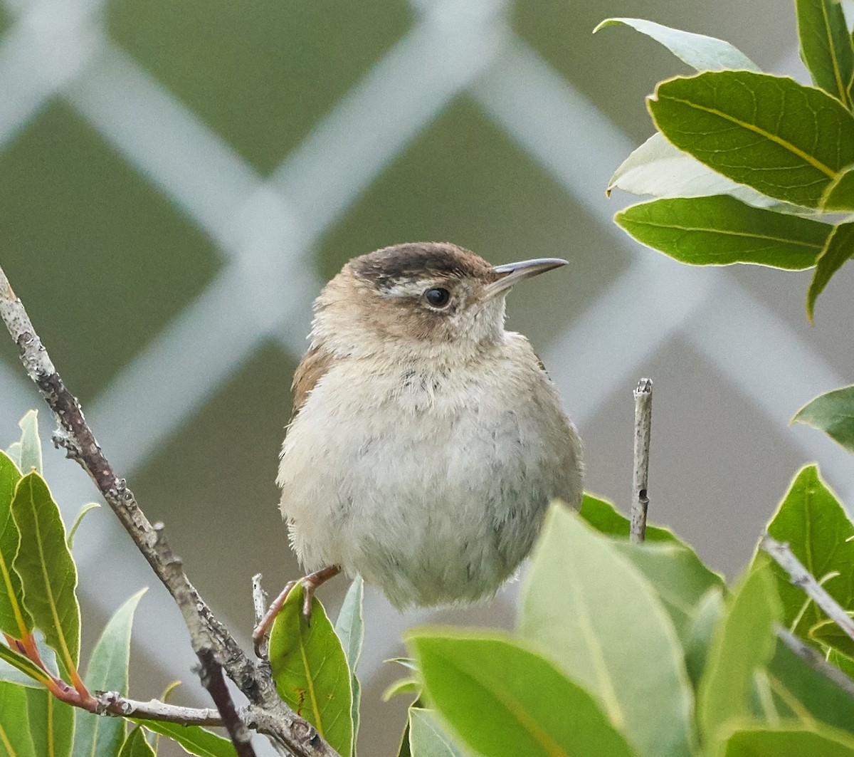 Marsh Wren - ML143262631