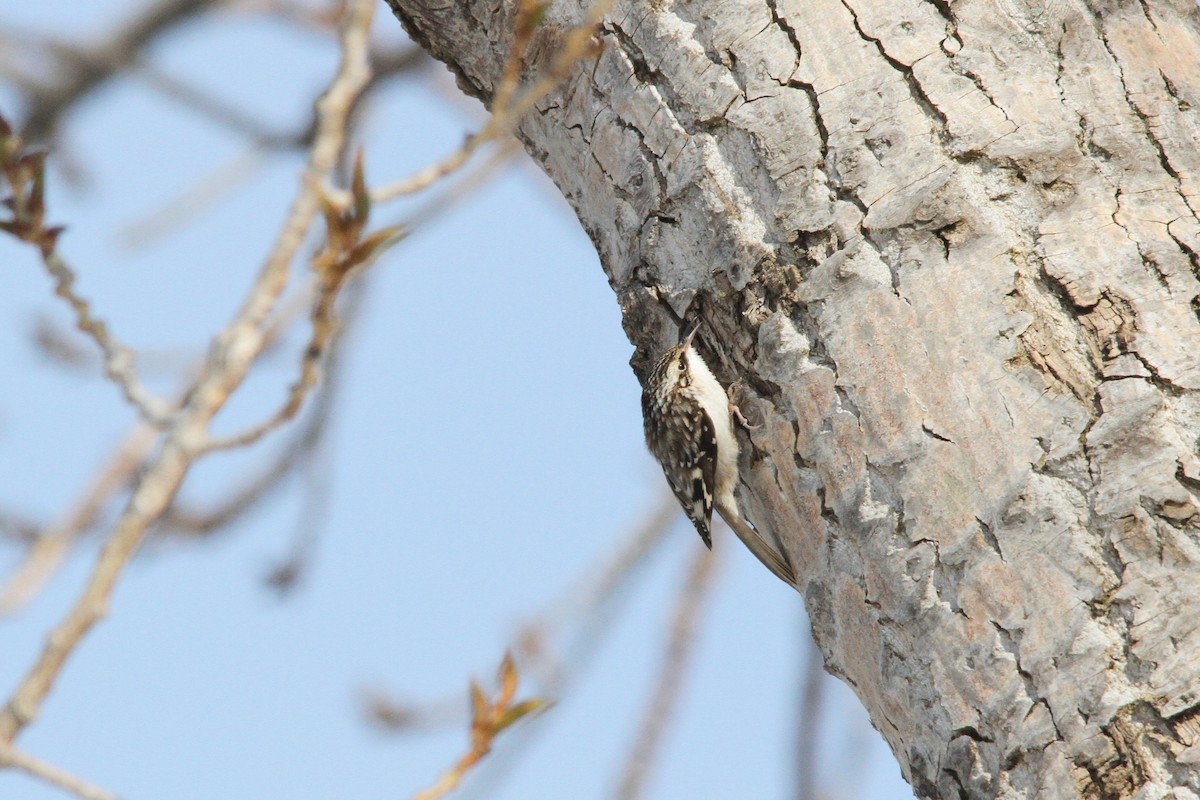 Brown Creeper - Garth V. Riley