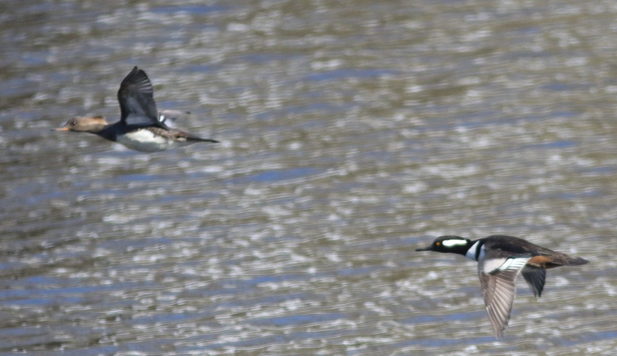 Hooded Merganser - ML143265301