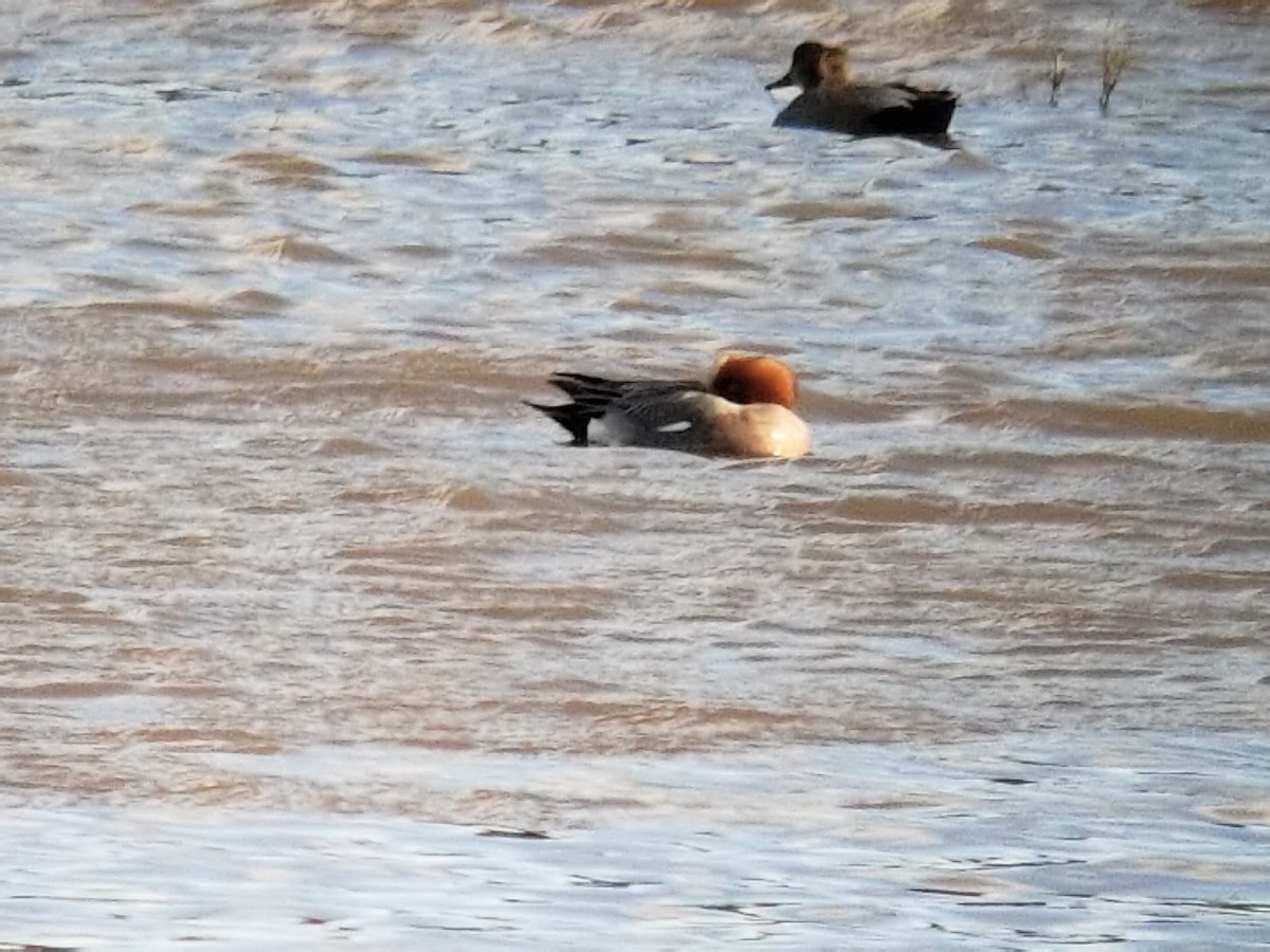 Eurasian Wigeon - ML143265901