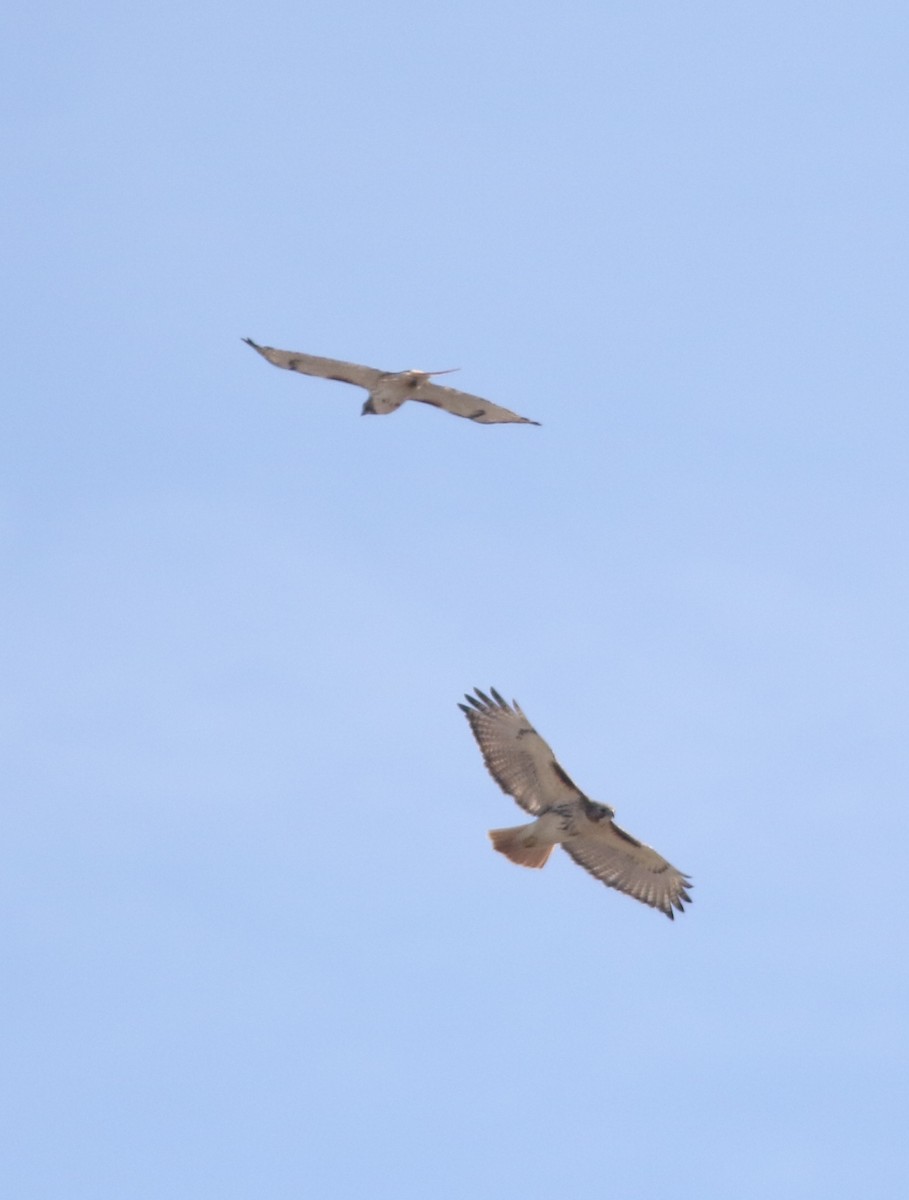 Red-tailed Hawk - ML143266141