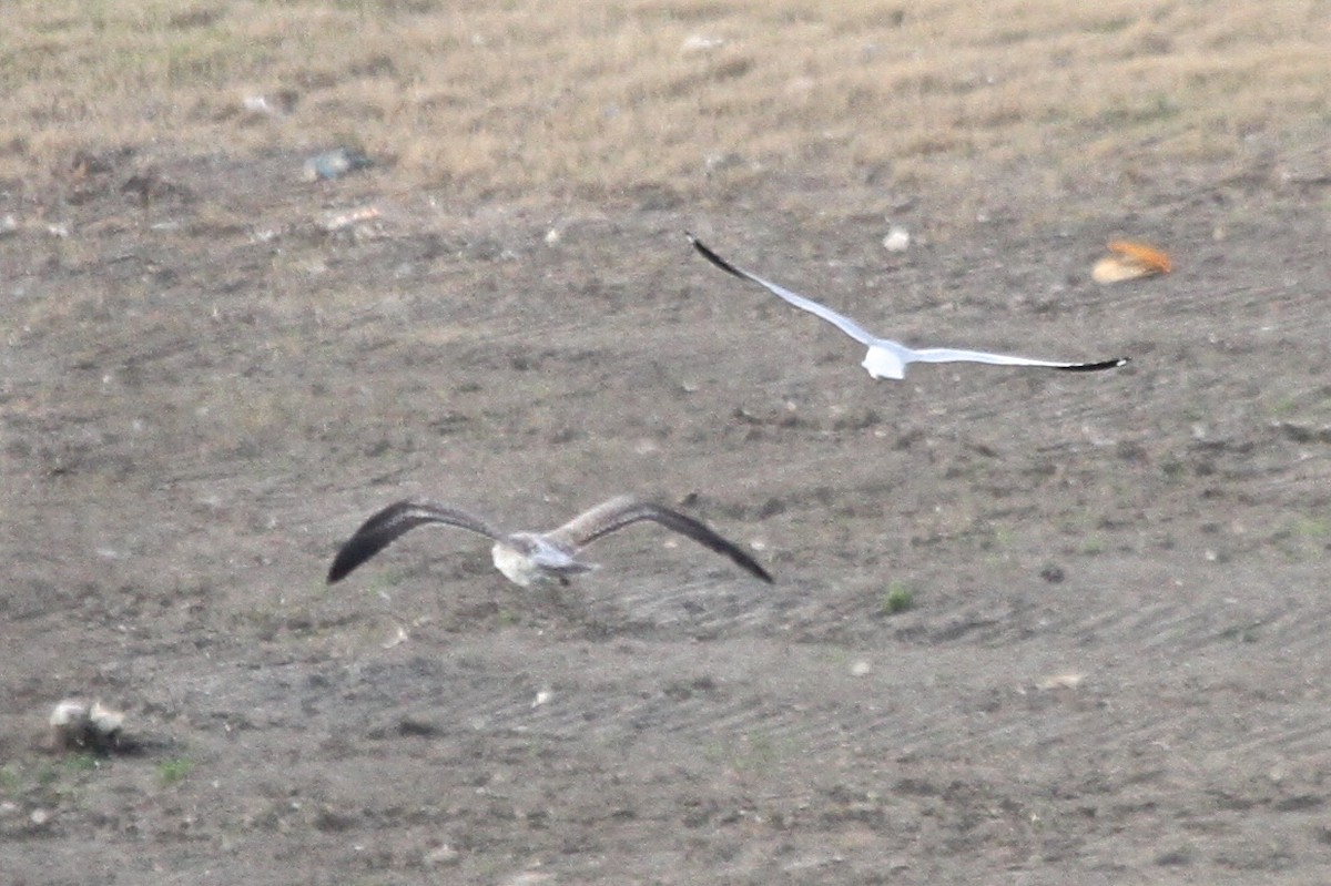 Lesser Black-backed Gull - Arman Moreno