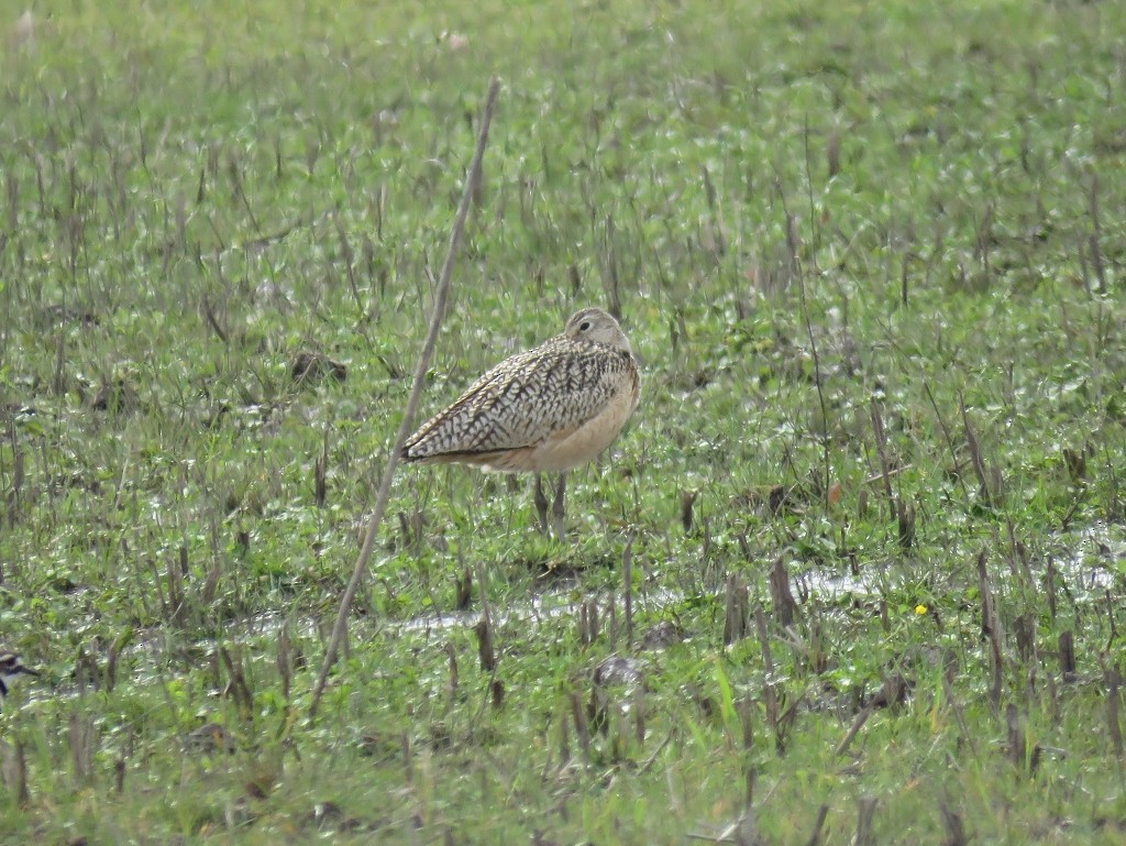 Long-billed Curlew - ML143266441
