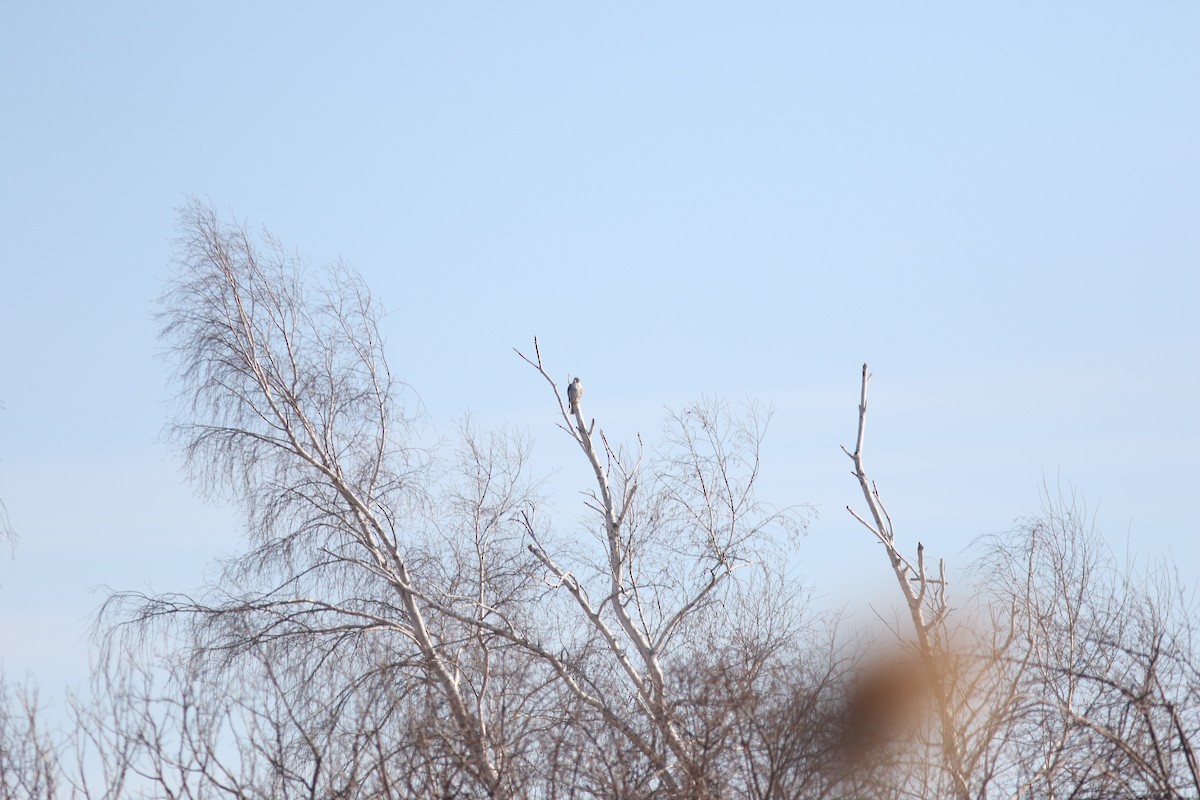 Halcón Peregrino - ML143266521