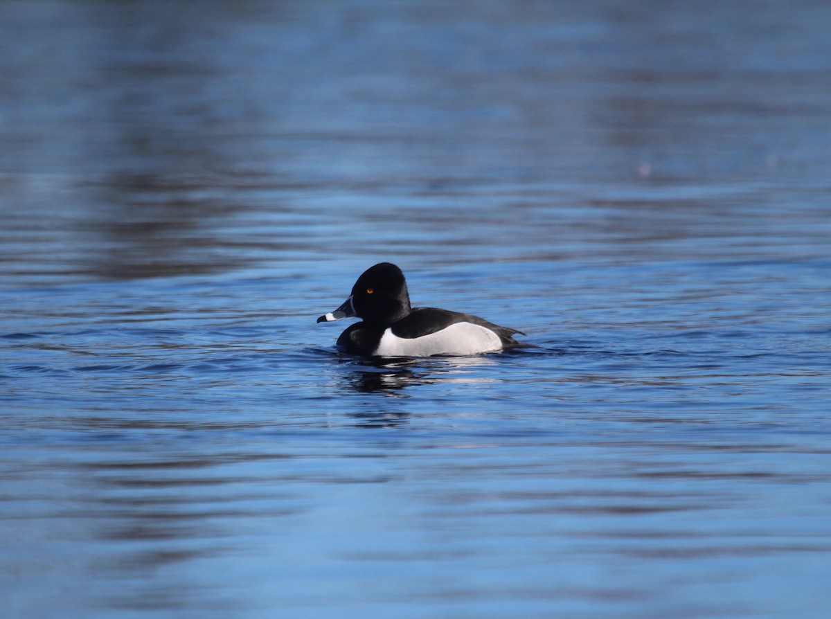 Ring-necked Duck - ML143268441