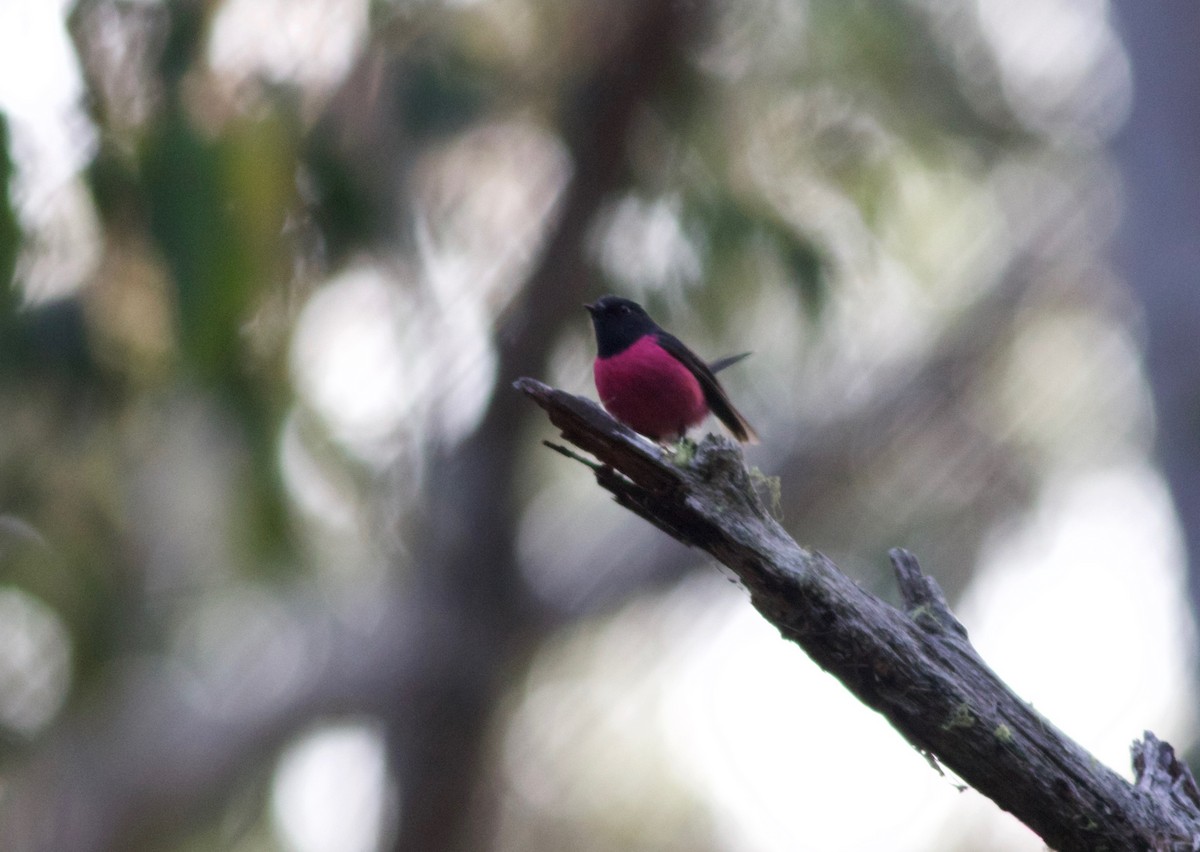 Pink Robin - ML143268691