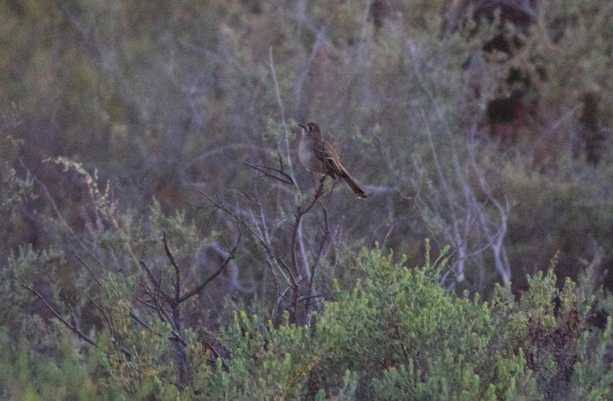 Southern Scrub-Robin - ML143269161