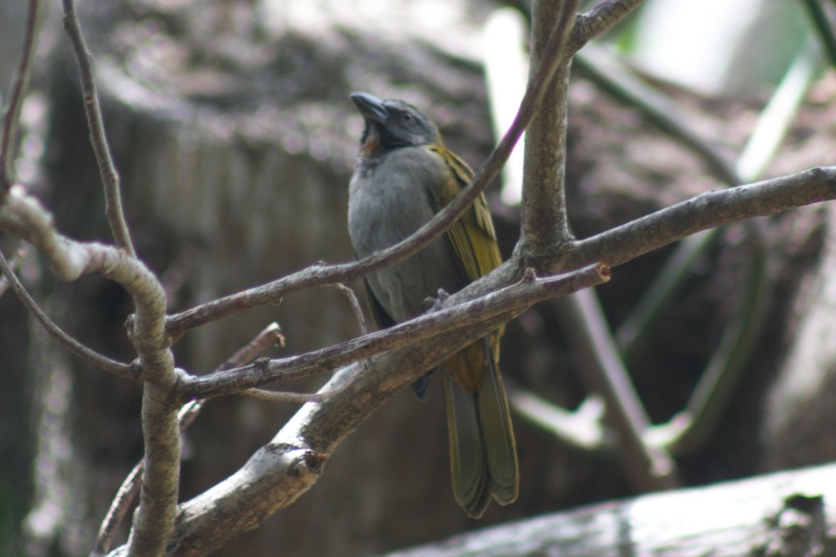 Buff-throated Saltator - Jake Walker