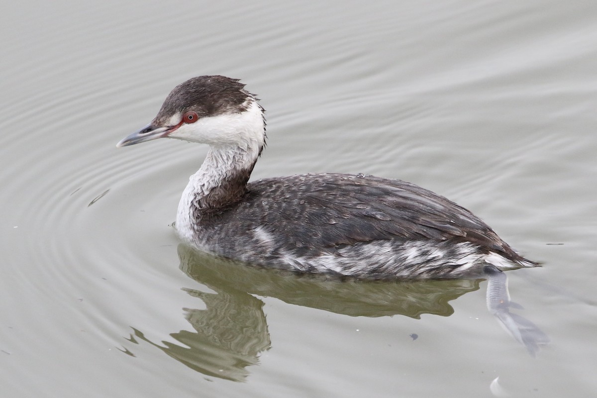 Horned Grebe - David Yeamans