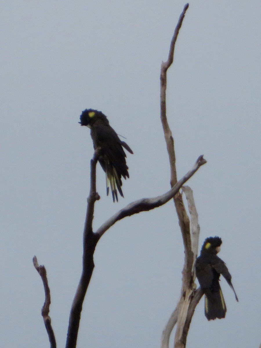 Yellow-tailed Black-Cockatoo - Amanda Johnston