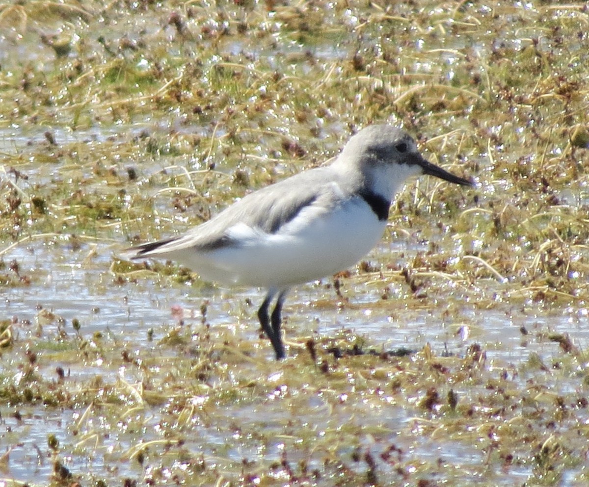 Wrybill - ML143270051