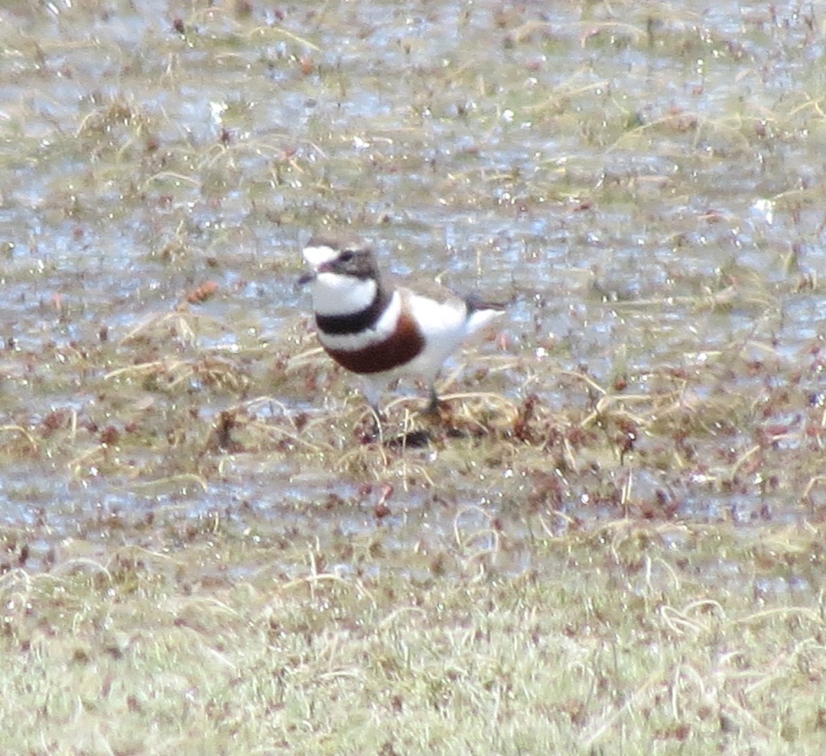 Double-banded Plover - Kevin Seymour