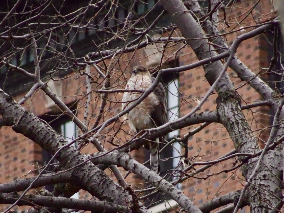 Cooper's Hawk - ML143270631