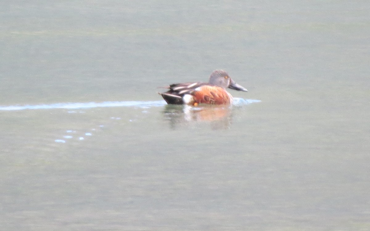 Australasian Shoveler - ML143272021
