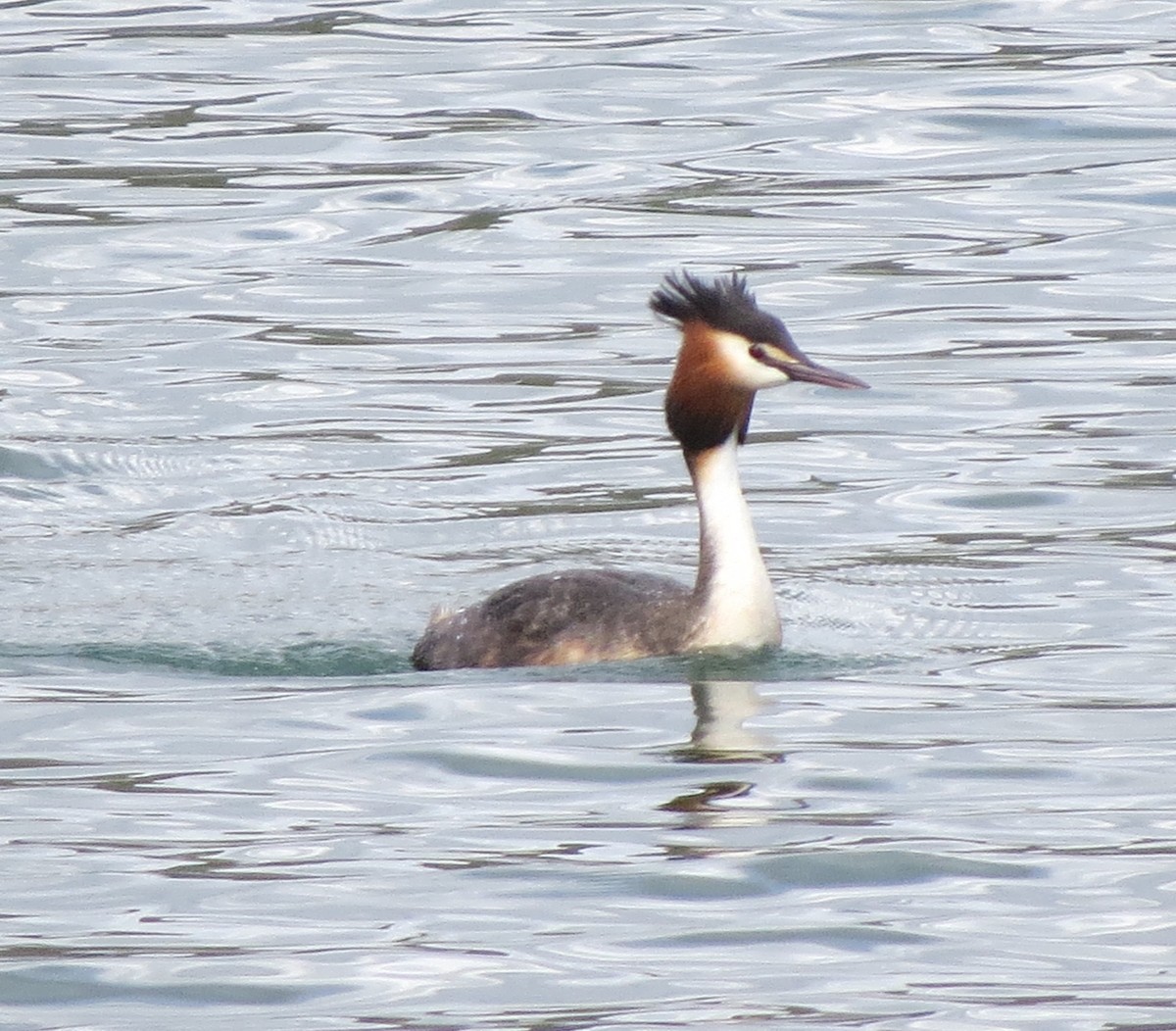 Great Crested Grebe - ML143272091