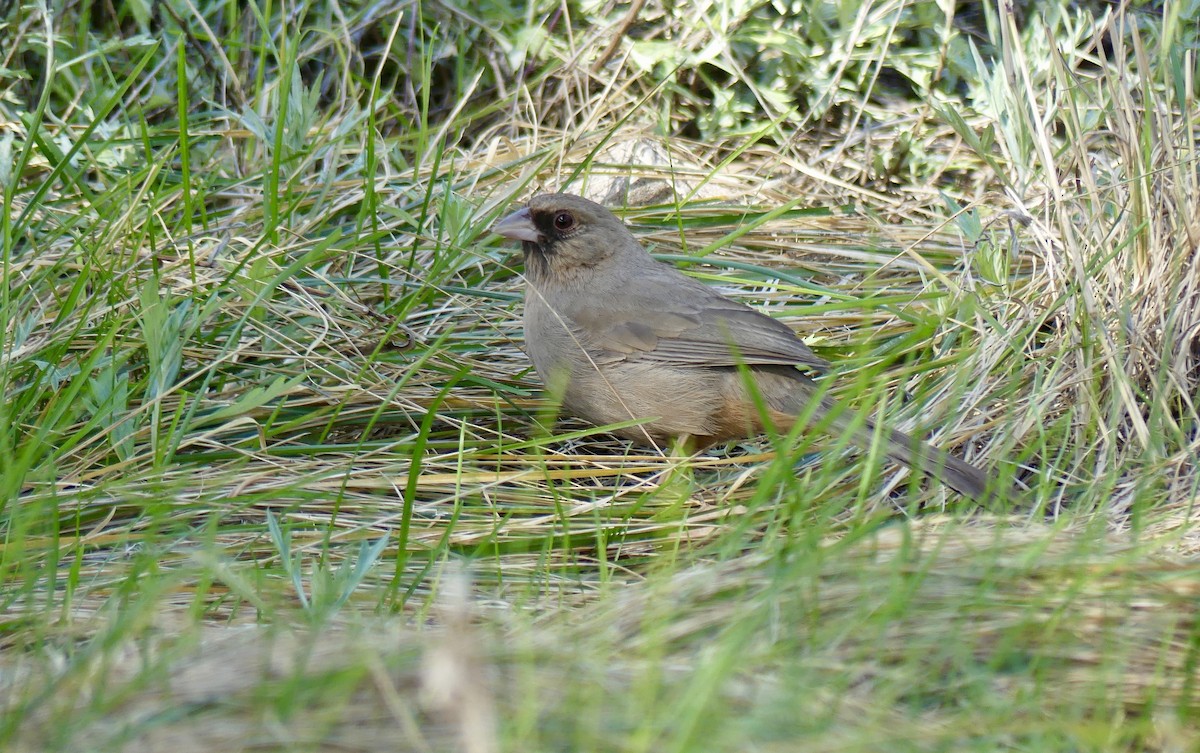 Abert's Towhee - ML143275591