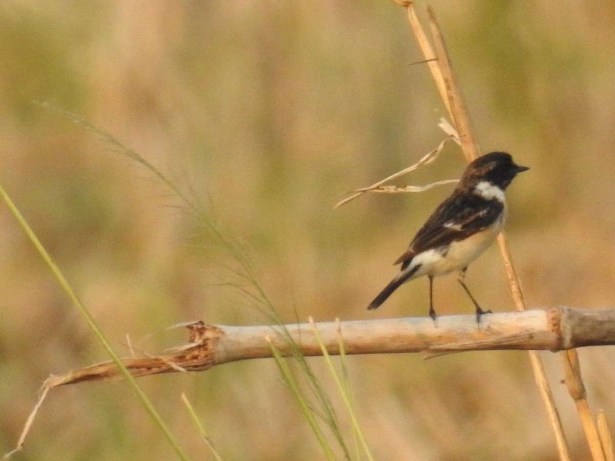 Siberian Stonechat (Siberian) - ML143275771