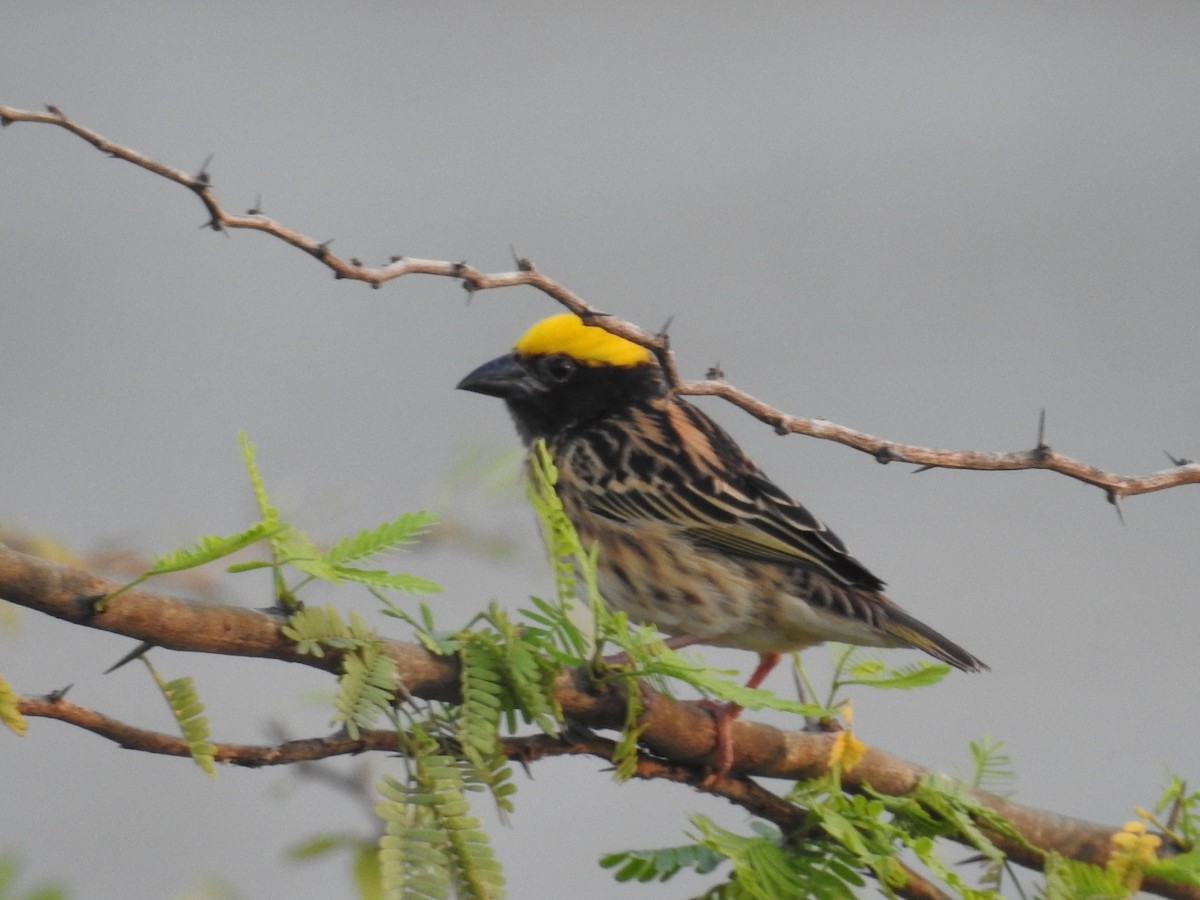 Streaked Weaver - ML143275791