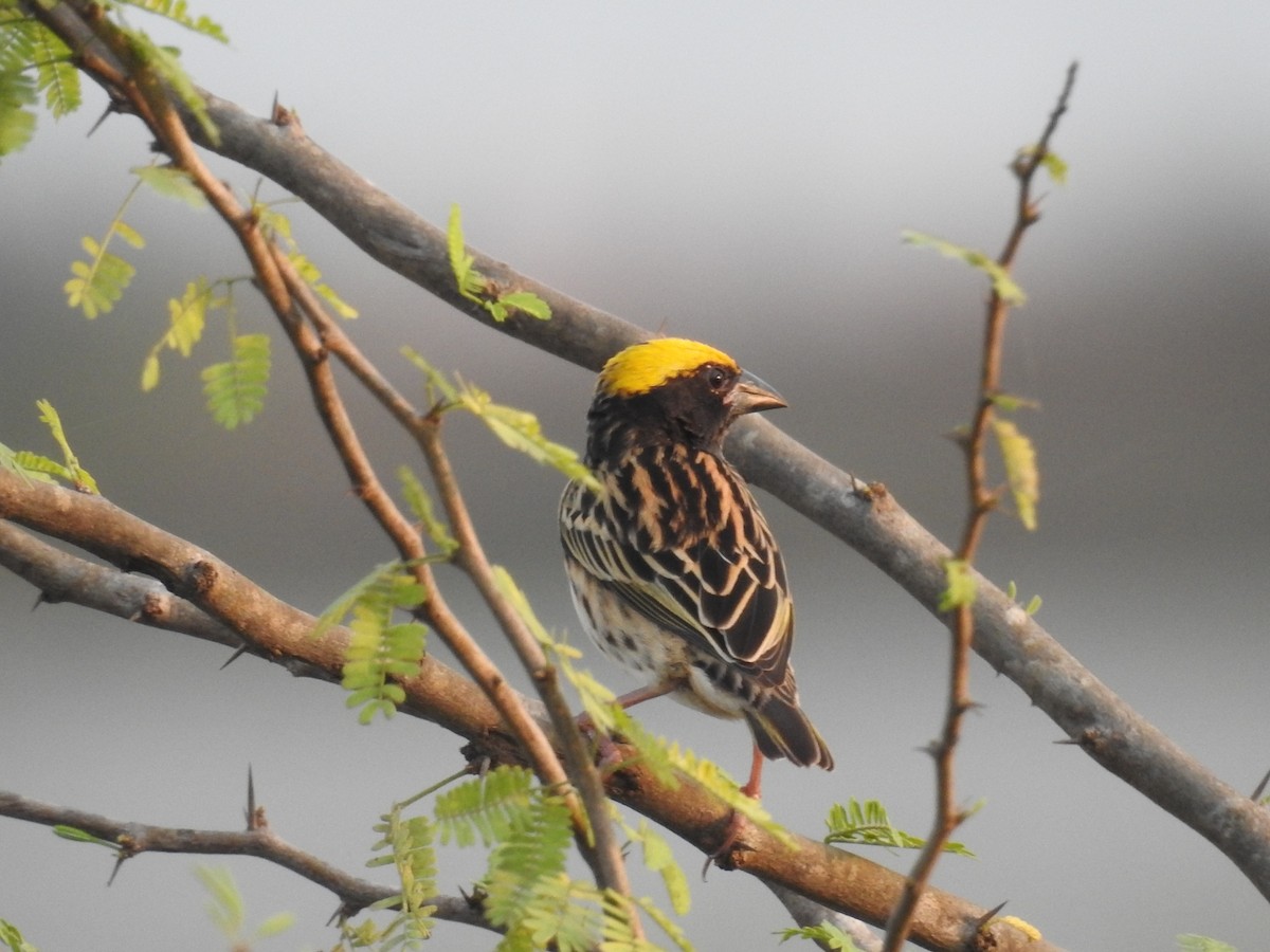 Streaked Weaver - ML143275801