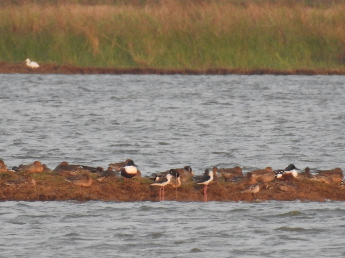 Northern Shoveler - ML143275871