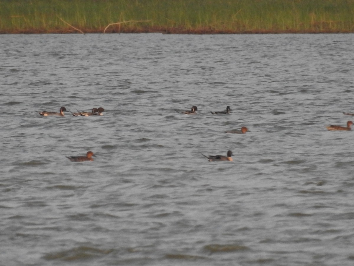 Northern Pintail - ML143275911