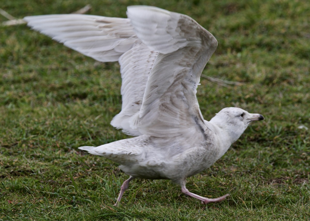 Glaucous Gull - ML143275981